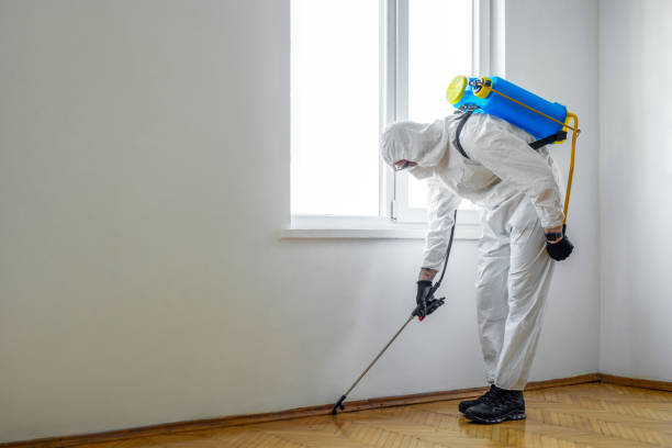 Wasp Removal Services in French Valley, CA