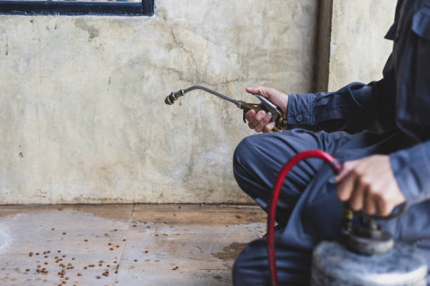 Best Wasp Removal Services  in French Valley, CA